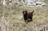 LABRADOR 831